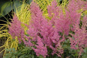 Astilbe 'Rheinland' 